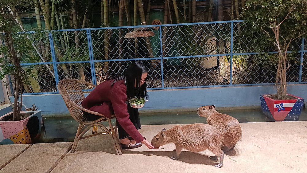 Capybara Experience Gallery Image 1
