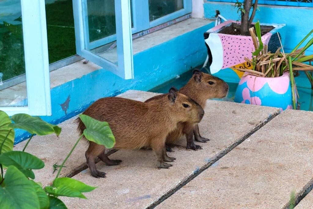 Casa de Capybara Sanctuary Grounds & Encounters